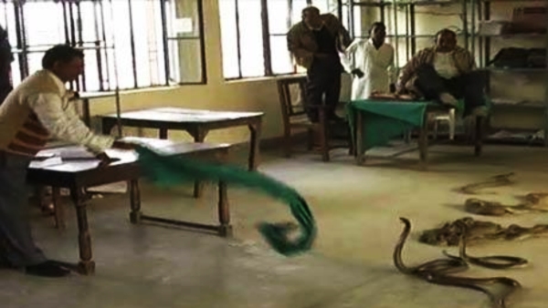 8 snakes found in Muslapur Government School