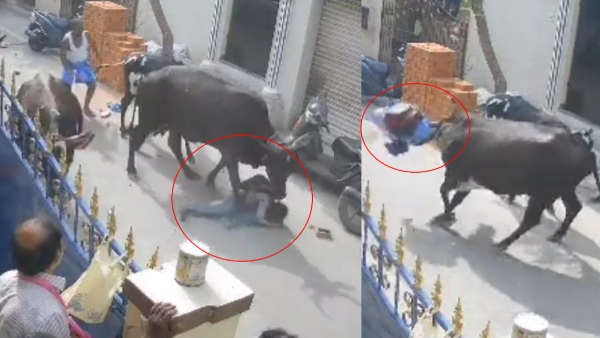 Cow attacked a girl in Chennai Cow attacked a girl in Chennai