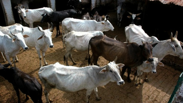 A college employee is secretly selling cattle on the medical college campus in Kerala. A college employee is secretly selling cattle on the medical college campus in Kerala.