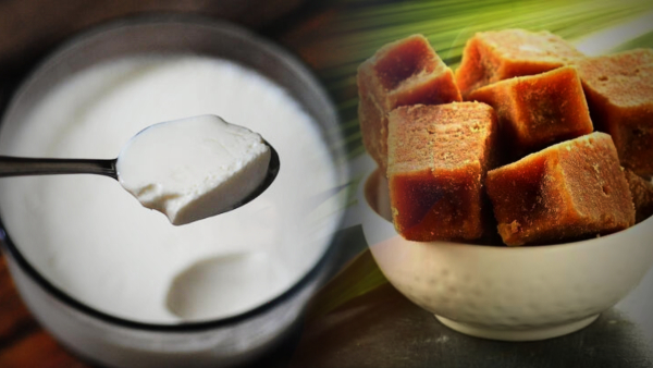 consumption of curd with jaggery healt benefits and uses in telugu