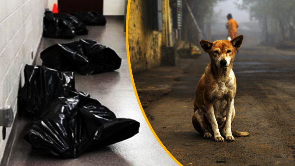 People who killed 7 dogs and wrapped them in plastic bags and dumped them in a deserted place in Bengaluru. 