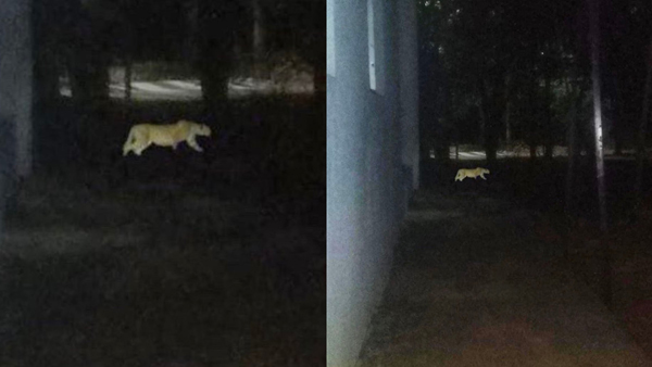 Another Leopard spotted in the SV University campus Tirupati