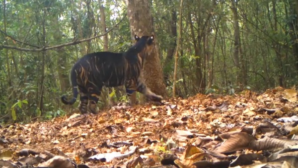 A video of a melanistic tiger in Odishas Similipal Tiger Reserve is going viral on social media A video of a melanistic tiger in Odishas Similipal Tiger Reserve is going viral on social media