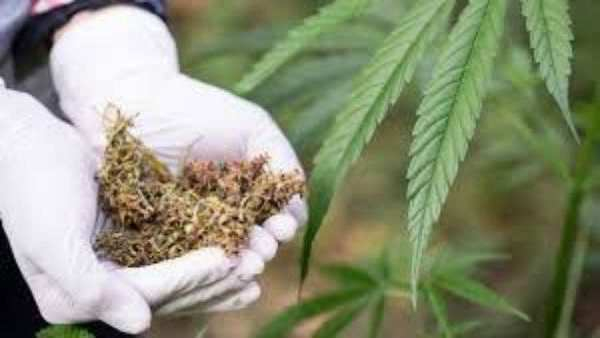 Police nab a dealer selling ganja chocolates in Bengaluru. Police nab a dealer selling ganja chocolates in Bengaluru.