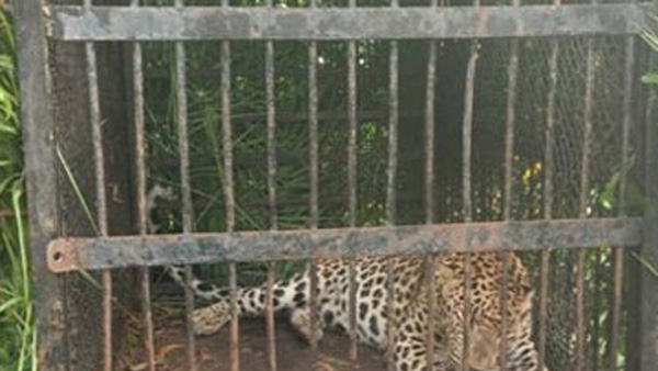 Another leopard was captured by forest department officials in Tirumala