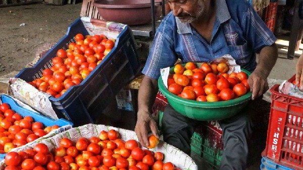  Tomato Price All time record; these are the Prices in AP and Telangana!!