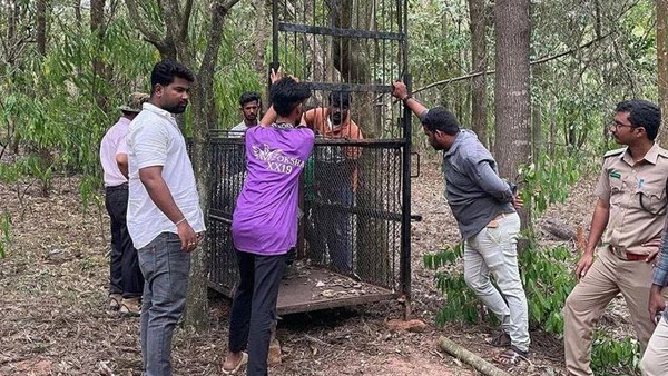 Another leopard captured by forest officials in the early hour of Thursday in Alipiri - Tirumala Pedestratin route