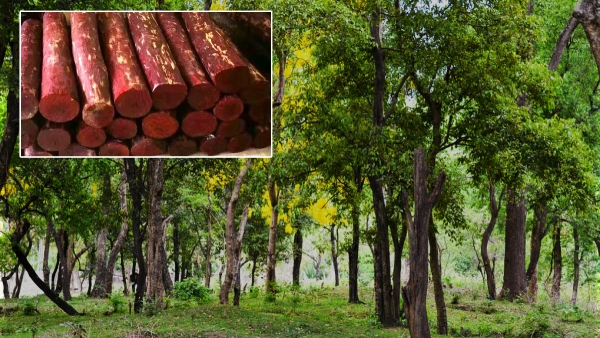 Bengaluru forest officials killed those who were cutting red sandalwood trees in an encounter Bengaluru forest officials killed those who were cutting red sandalwood trees in an encounter