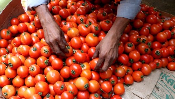 Tomato Tomato