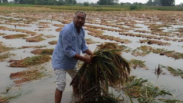 Due to rains Due to rains