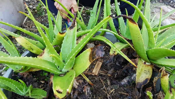 Vastu tips: If aloe vera is placed in this direction in the house gives wealth!!