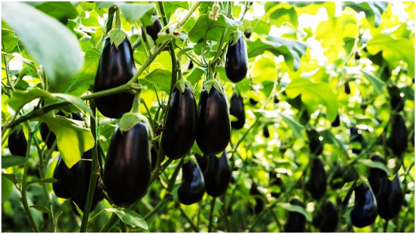 health tips: Surprising health benefits with the king of vegetables brinjal!!