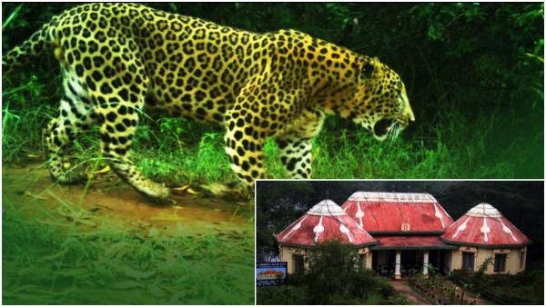 Two more leopards have been detected in Tirumala this morning, TTD Alerts