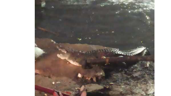 A crocodile was spotted at chintal basti in hyderabad