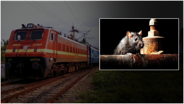 41,000 rupees to catch each rat; shocking statistics of Northern Railway!! 41,000 rupees to catch each rat; shocking statistics of Northern Railway!!