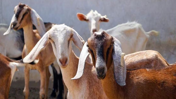 A Man was tied up and beaten for taking a goat in Mancherial district