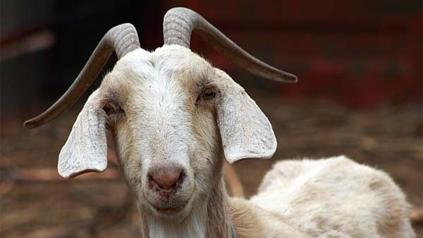 Two villagers beat each other for a goats head