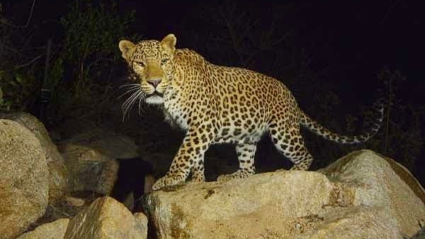 A cheetah was spotted once again on a walkway in Tirumala