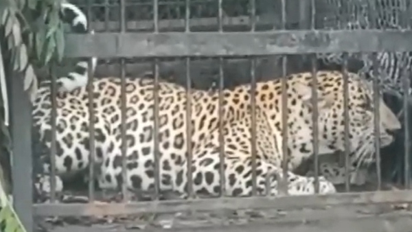 Another Leopard trapped at Tirumala, the number raised at 6