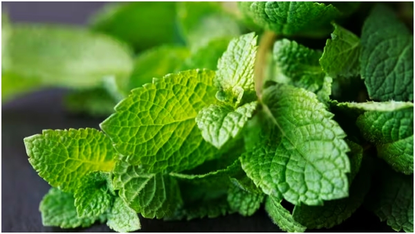 puttedu with mint health benefits and uses