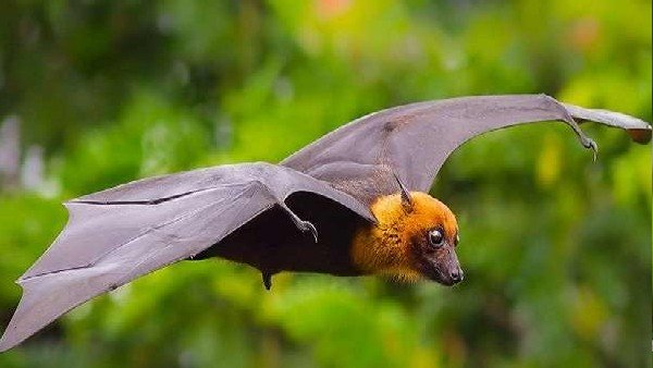 Two people have already died due to Nipah virus in Kerala
