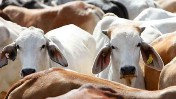 Illegal supply of beef to Bengaluru from Hindupuram, TDP MLA Balakrishnas constituency