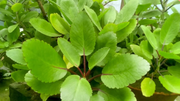 patharchatta plant health benefits and uses