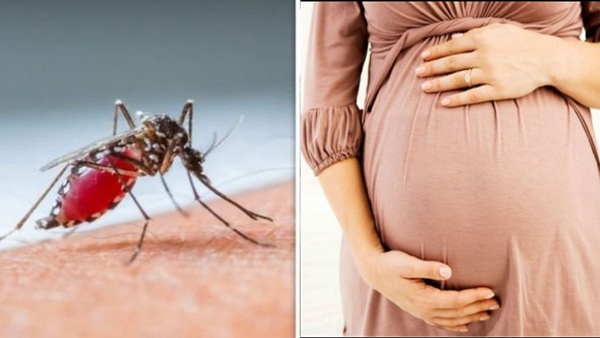 A four-month pregnant woman died of dengue fever in Hyderabad A four-month pregnant woman died of dengue fever in Hyderabad