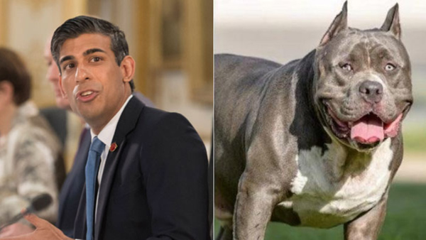 British Prime Minister Rishi Sunak has banned the American XL bully dog breed