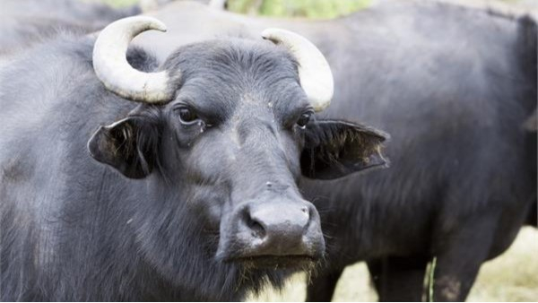 The people who killed the boy who hitting with the buffalo..