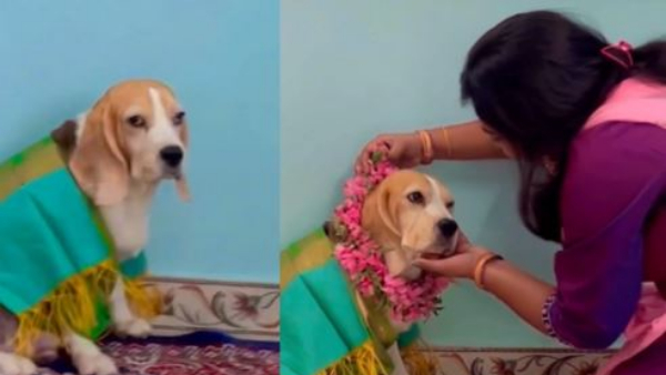  Perform Baby Shower Rituals To Dog..The video went viral. 