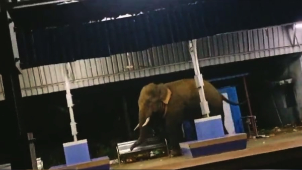 An elephant walks on Railway station platform in Parvathipuram