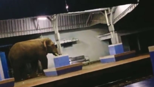 An elephant walks on Railway station platform in Parvathipuram
