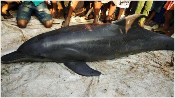 Gangatic dolphin declared as uttar pradesh state aquatic animal