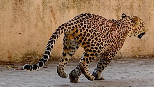 Leopard sighted on Bengaluru-Hosur road, local people panicking