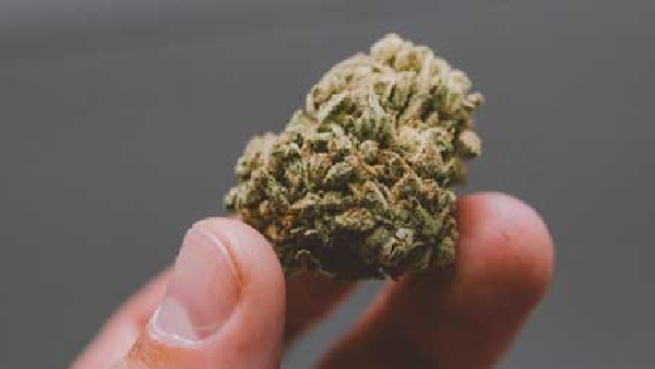  The Bidar police were caught transporting ganja from Rajahmundry in Andhra Pradesh