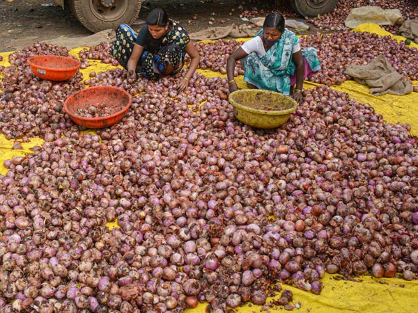 Onion Prices raises in open market ahead festive season, government latest measures Onion Prices raises in open market ahead festive season, government latest measures