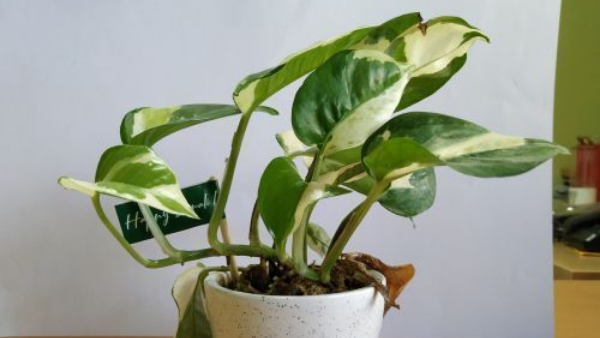  Plant Kubera favorite 3plants in this direction for money and wealth!!