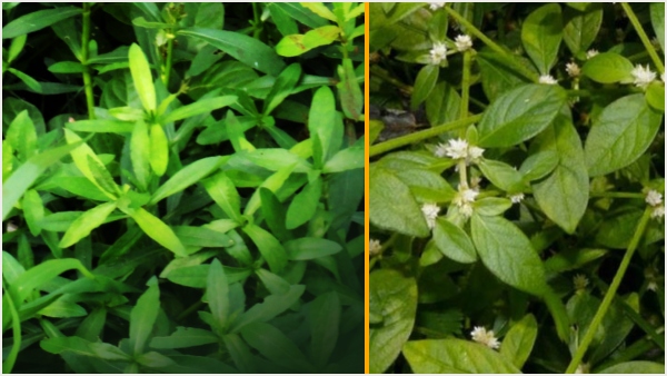 ponnagantikura health benefits and uses