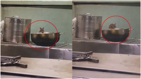 A video of a rat eating food in a train pantry is going viral on social media A video of a rat eating food in a train pantry is going viral on social media