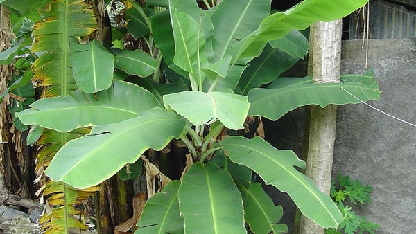 vastu tips: financial problems disappear with banana tree!!