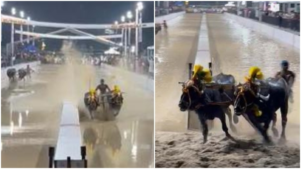 bulls of Kantara movie won the gold medal in the Kambala bull competition held at Bengaluru Palace Grounds 