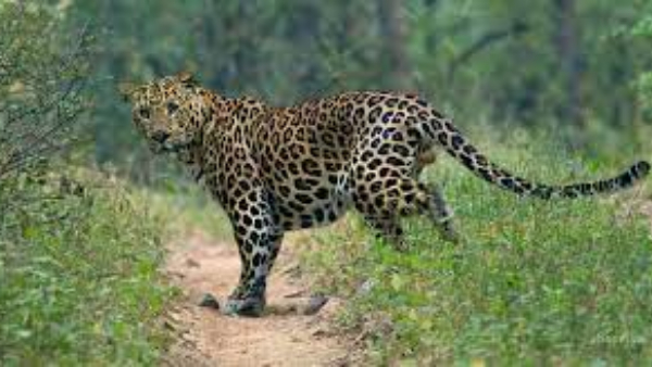 Cheetah that attacked forest officials in Bengaluru, escaped after being drugged and caught. 
