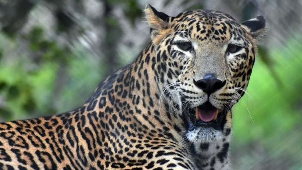 Cheetah that attacked forest officials in Bengaluru, escaped after being drugged and caught. 