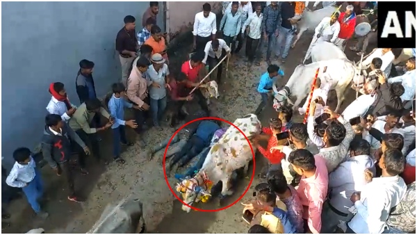 On the occasion of Diwali...cows walked on devotees..