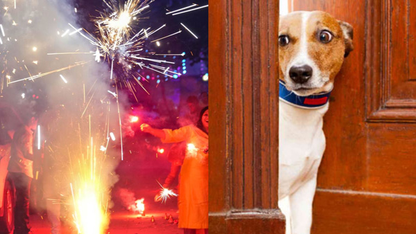 How to protect pets from Diwali crackers
