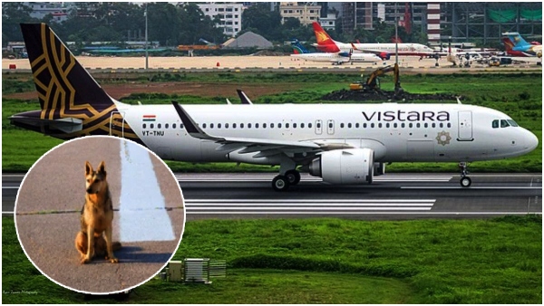 Authorities diverted a flight after a stray dog found its way onto the runway at Goa airport Authorities diverted a flight after a stray dog found its way onto the runway at Goa airport