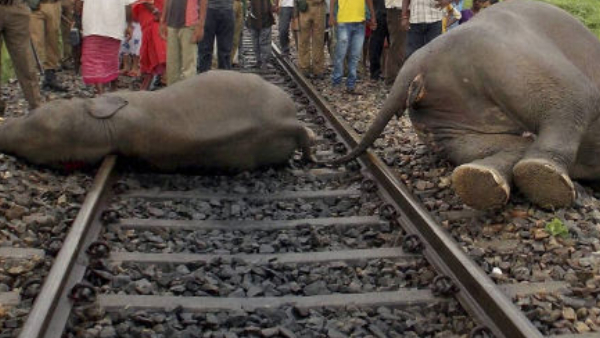 Three elephants killed in goods train seizure