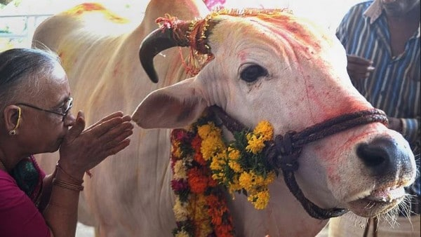 Kartika Gopashtami: sins will be removed of worshiping cows and sri krishna!! 