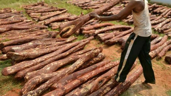 central government gree signal to red sandal farming and exports also